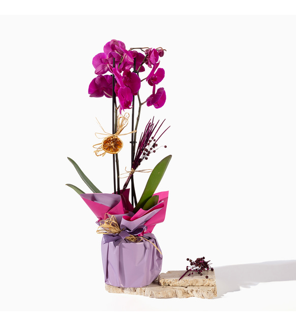 Polimer Saksıda Lila Buketli Mor Çiftli Orkide